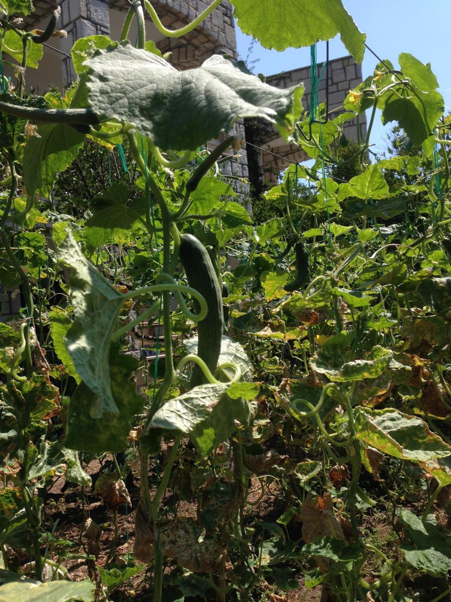 Sun Garden Yalıkavak